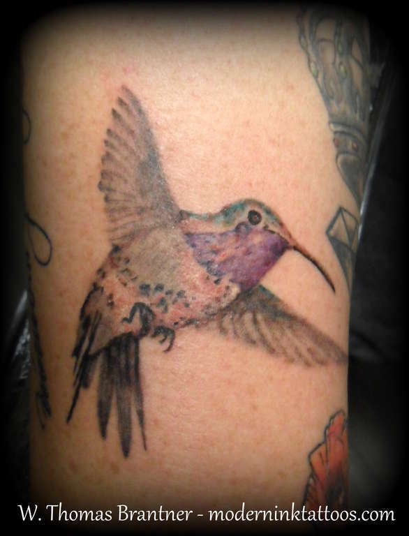 Lucifer_hummingbird