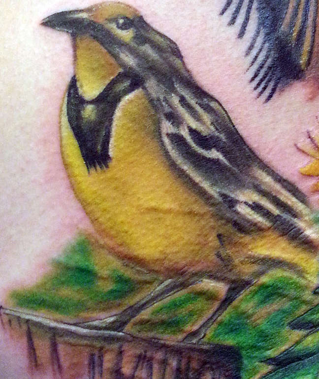 Meadowlark.peterjustice.cbtstudios.peterjustice808_gmail.com.407.373.8725www.petertattoos.com