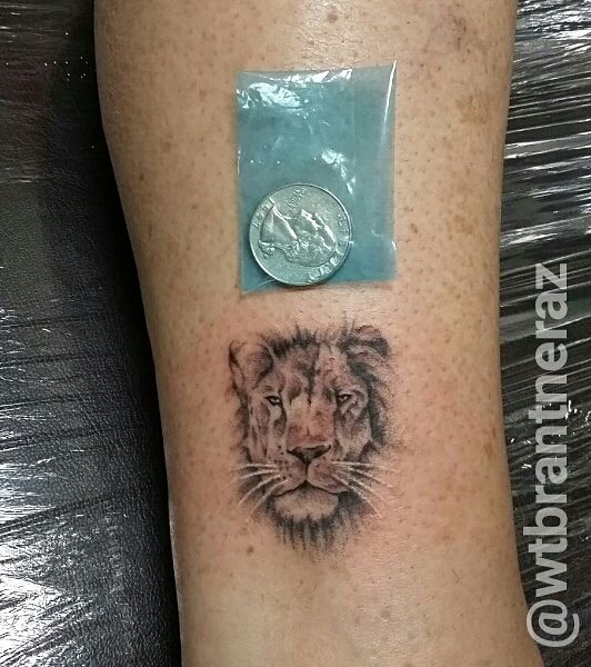 tommybrantner:tiny-lion-portrait-portrait-lion-tattoo-animal-brantner
