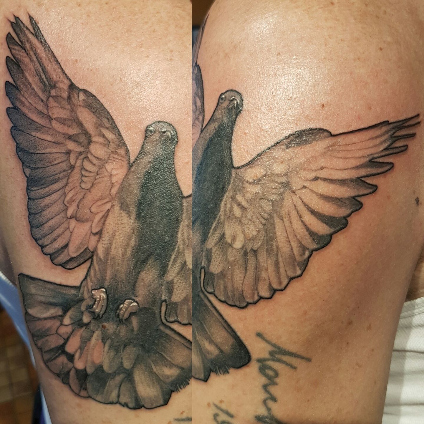 Mambo Tattooer pigeon bird tattoo | Pigeon tattoo, Cool tattoos, Tattoos