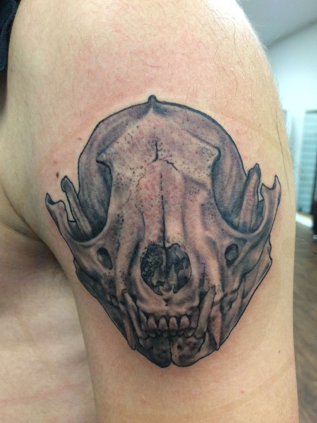 Animal skull tattoo by Gaston Siciliano: TattooNOW