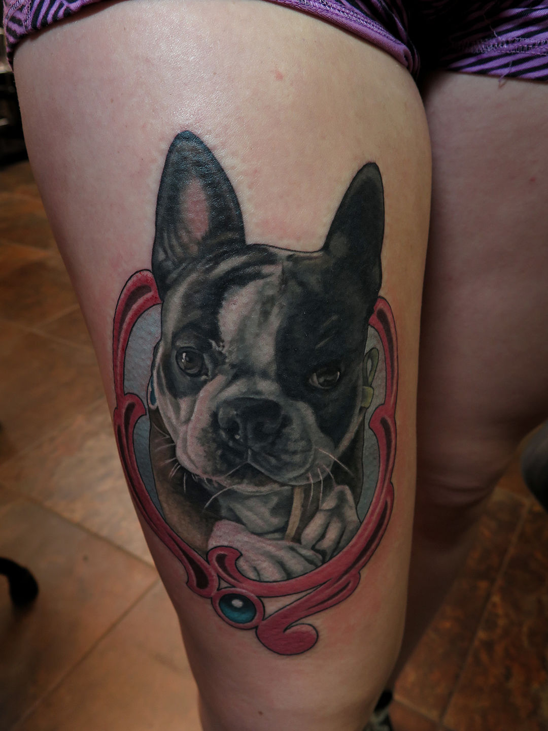 Boston_terrier_web