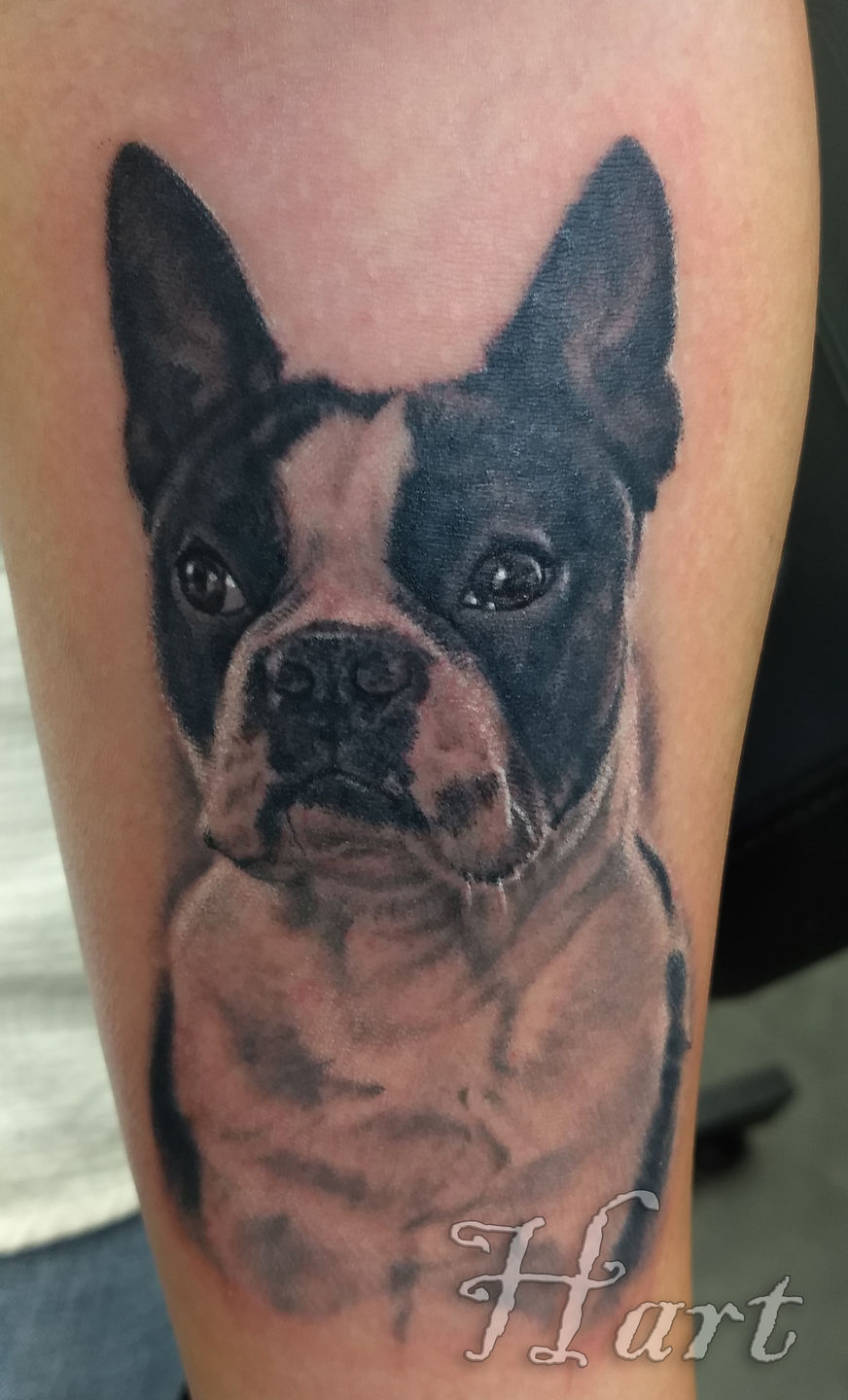Boston Terrier tattoo by Jerry Jun  Tattoogridnet