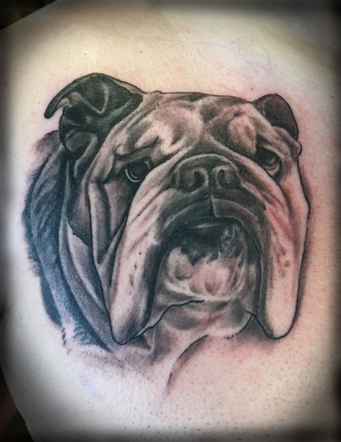 Bulldog