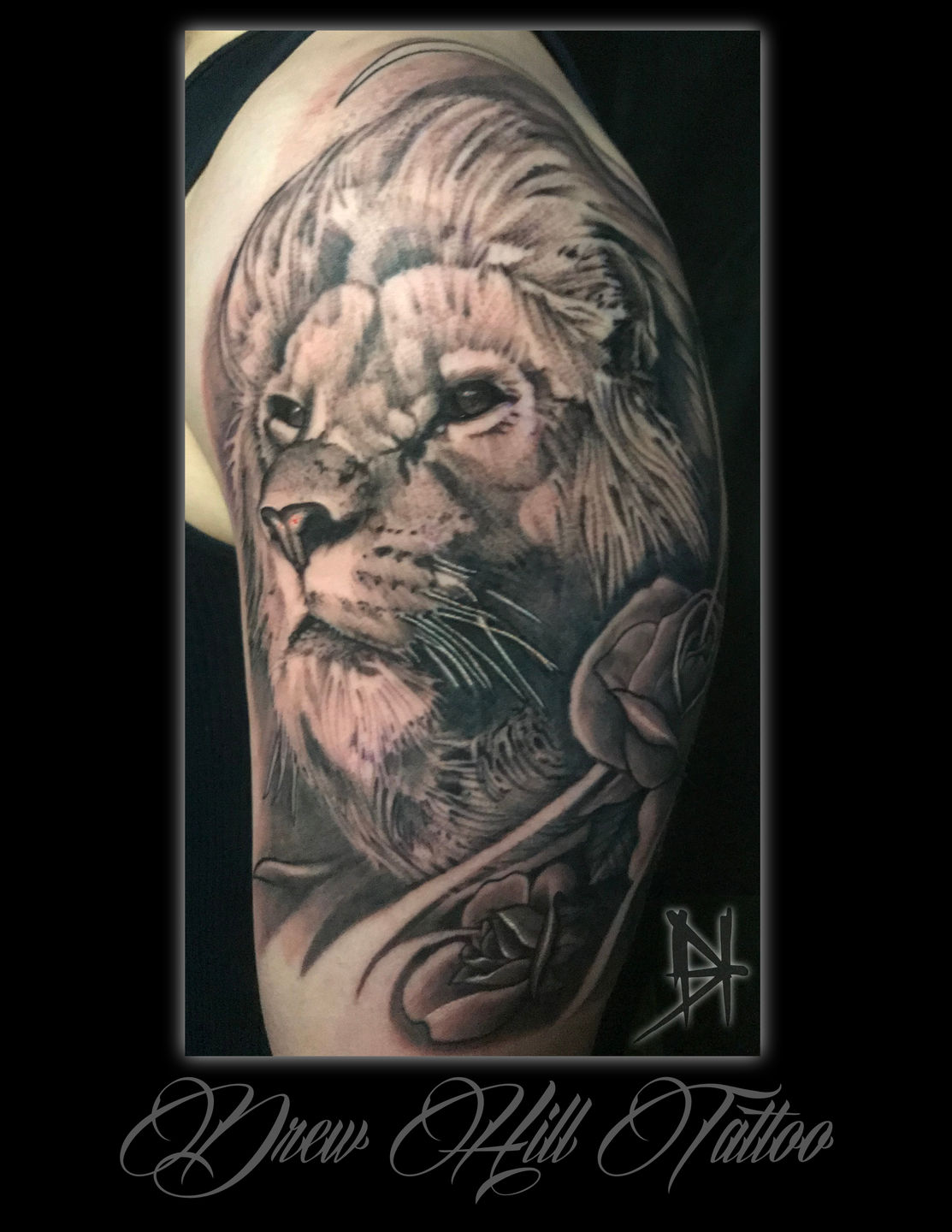 Lion3pic