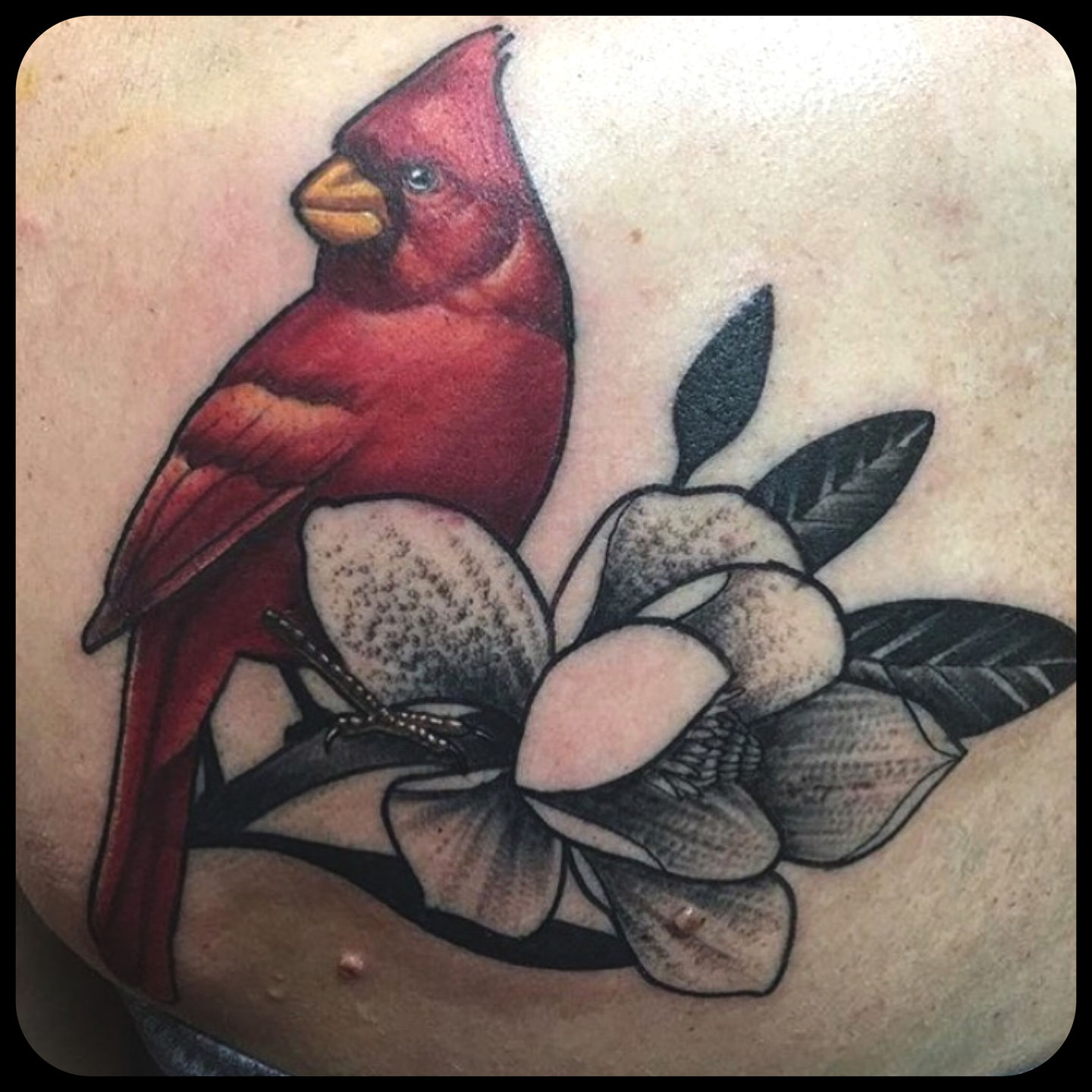 Cardinal Tattoo Parlor  Drexel Heights AZ