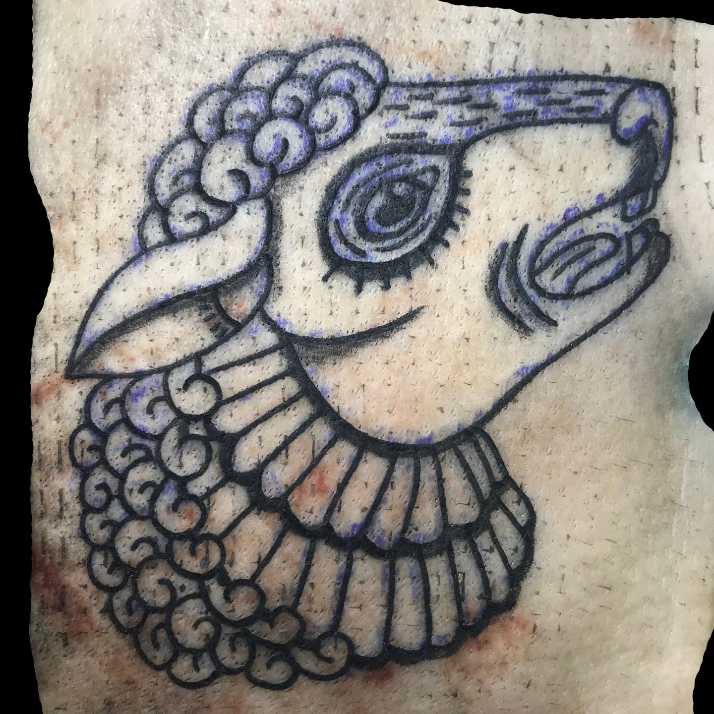 justinemurasky:sheep-outline-on-pig-skin-tattoo-tattoo-art-tattoo -apprentice-pigskin-tattoo-practice-practice-tattoo-sheep-tattoo