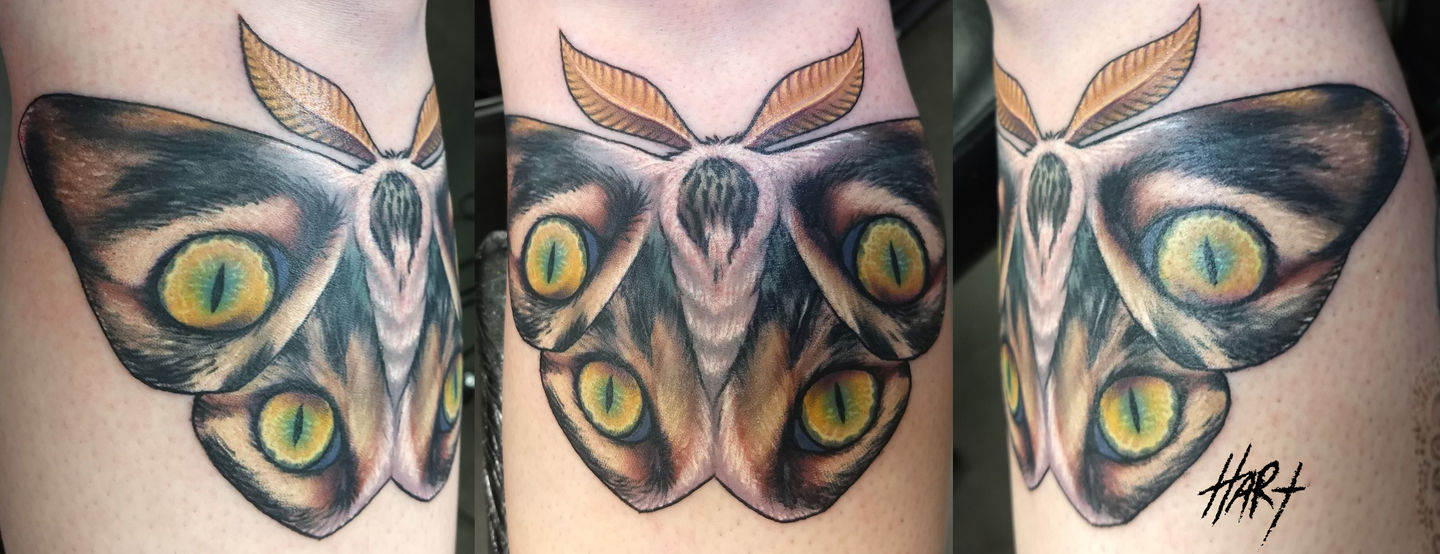 Oddity Tattoo Studio and Gallery on Tumblr: 3 eyed cat by @nategrecoart  #odditytattoo #oddity #3eyedcat #cat #sarasota #srq #luckysupply (at Oddity  Tattoo Studio and...