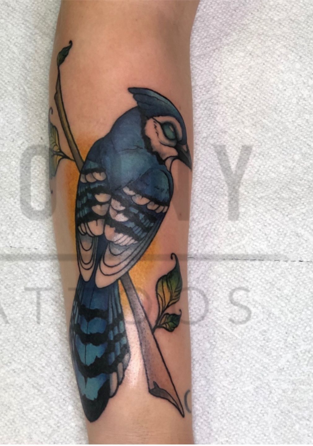 My new bluejay tattoo Love how retro it looks  Tattoos Feather tattoos  Birds tattoo