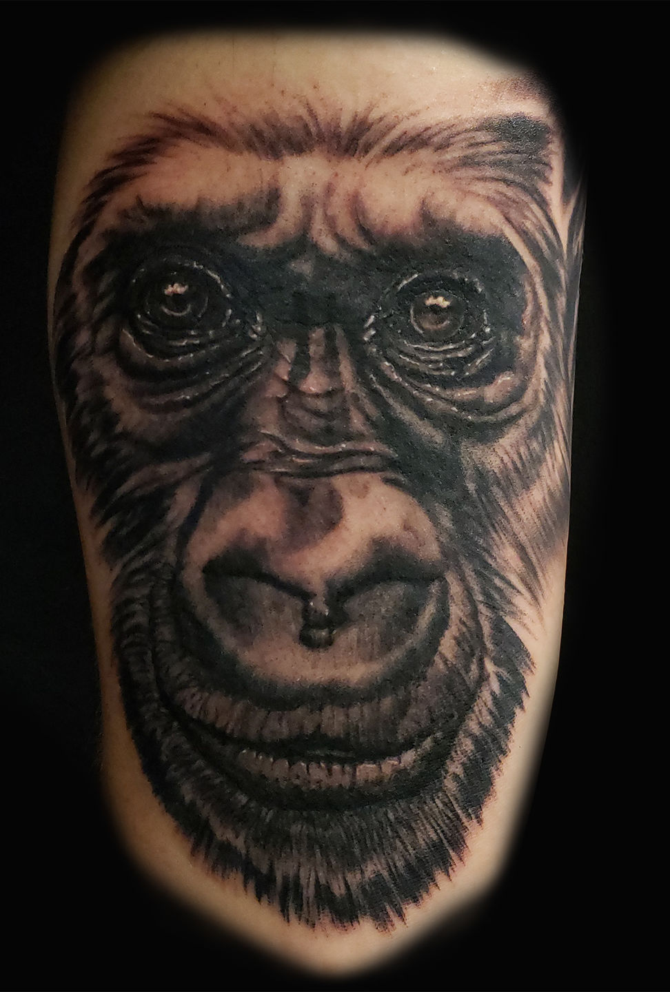 Gorilla