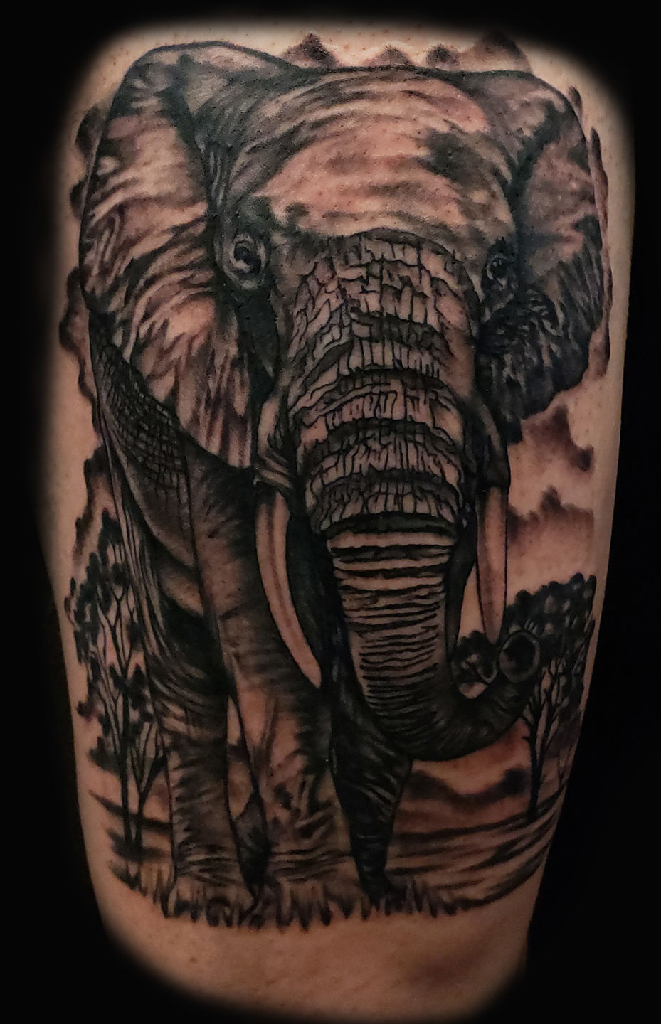 Elephant