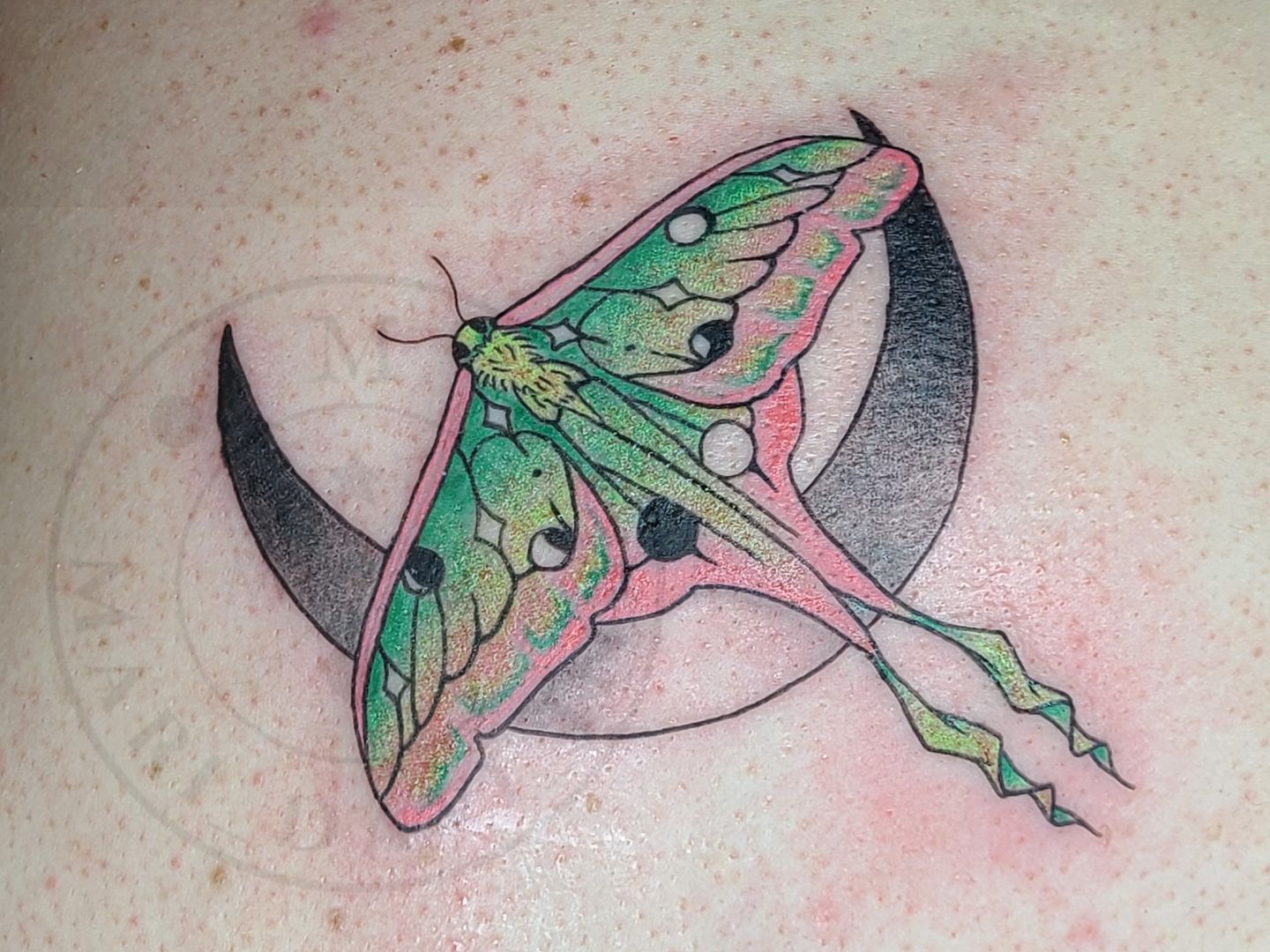 Luna Moth and Bee Tattoos  LuckyFish Inc and Tattoo Santa Barbara