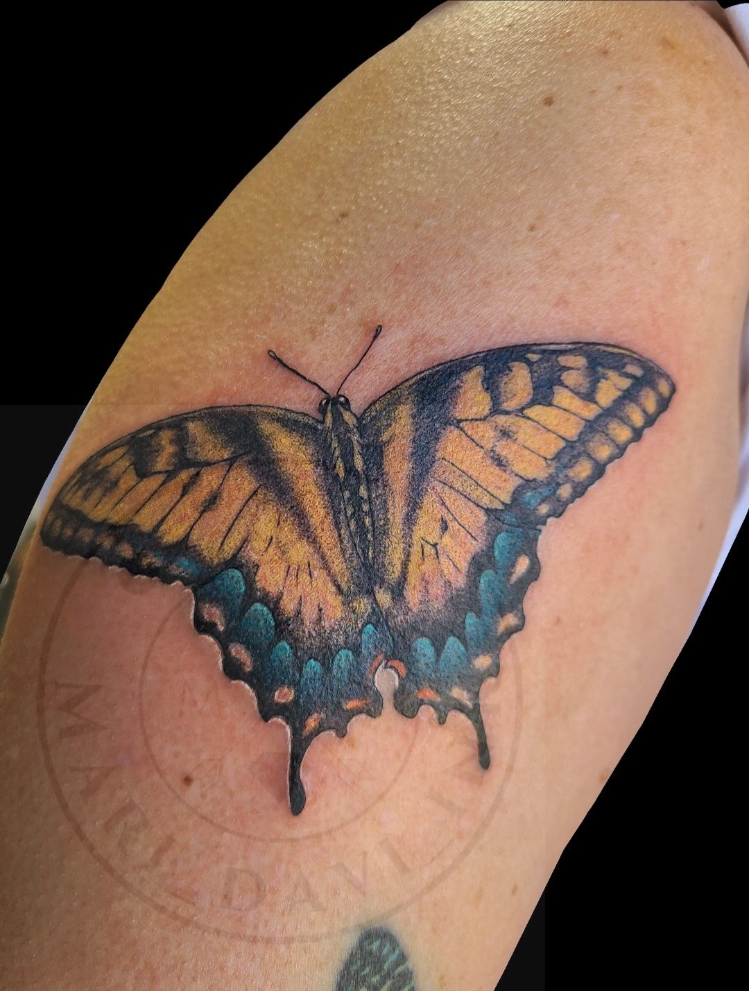 Butterfly Tattoo And Meaning Swallowtail Butterfly  照片图像